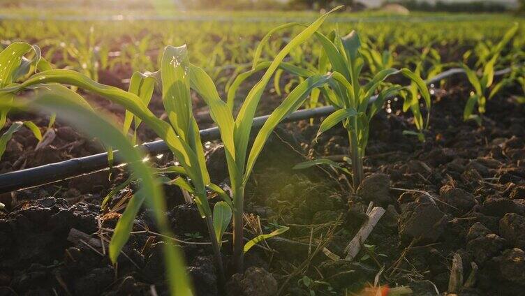 在玉米种植园里，水从滴灌带滴入土壤