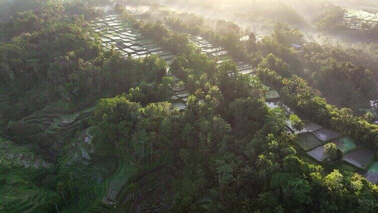 印度尼西亚巴厘岛丛林中部的山地梯田