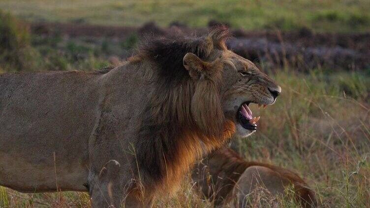 一只雄狮在非洲大草原上休息