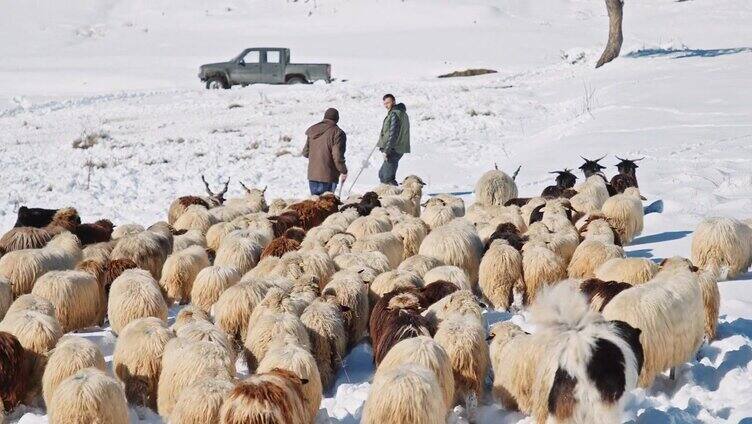 羊养殖。牧羊人带着羊群在雪山的牧场上吃草。传统畜牧业。