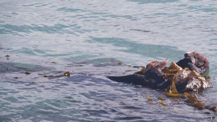 加利福尼亚海岸的野生海獭