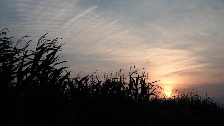 夕阳落在玉米地后面
