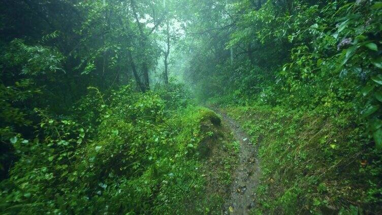 雨天树木繁茂的地区有土路