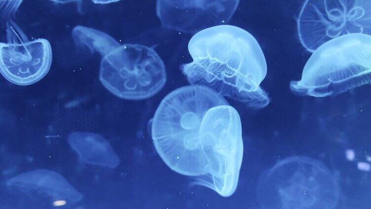 水母游进深蓝色的大海