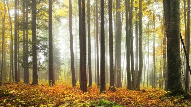 秋天的森林有落叶