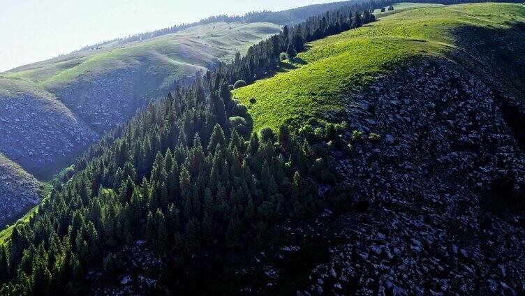 新疆伊犁森林草原