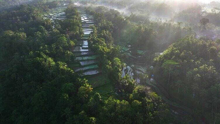 印度尼西亚巴厘岛丛林中部的山地梯田