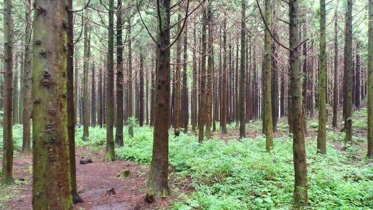 航拍韩国济州岛的山