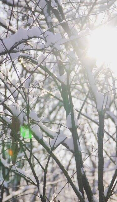 雪林树枝在明亮的阳光明媚的冬日