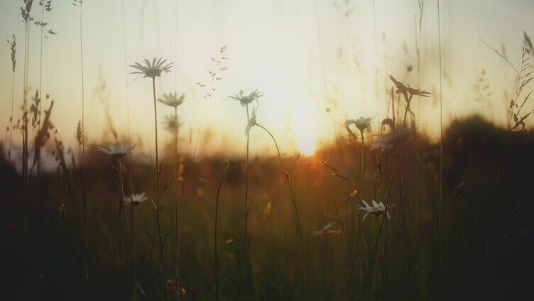 高草和雏菊生长在田园诗般的，宁静的乡村田野在日出