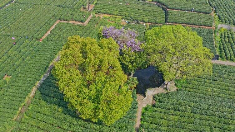 杭州西湖龙井茶园