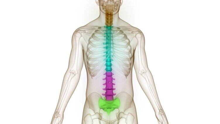 脊髓脊柱人体骨骼系统解剖动画概念