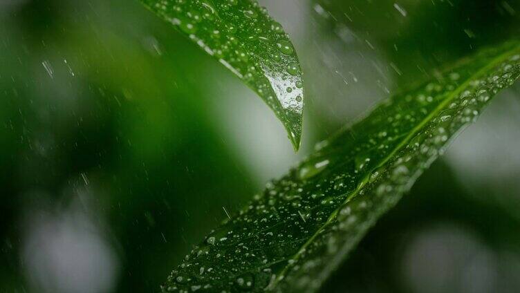 雨珠洒落在绿叶上
