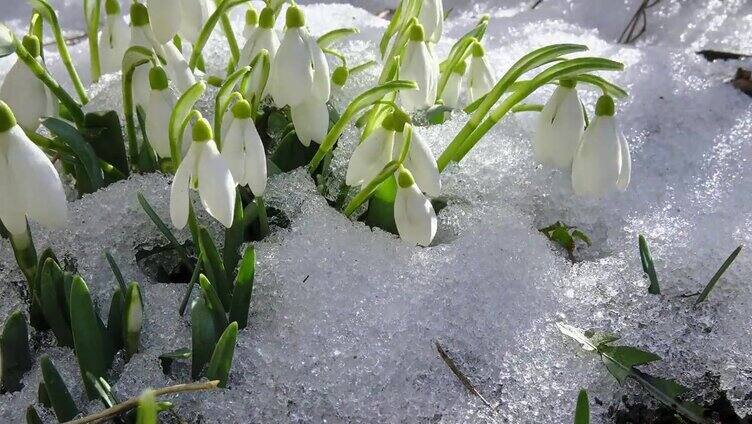 雪莲花盛开在春日草地上