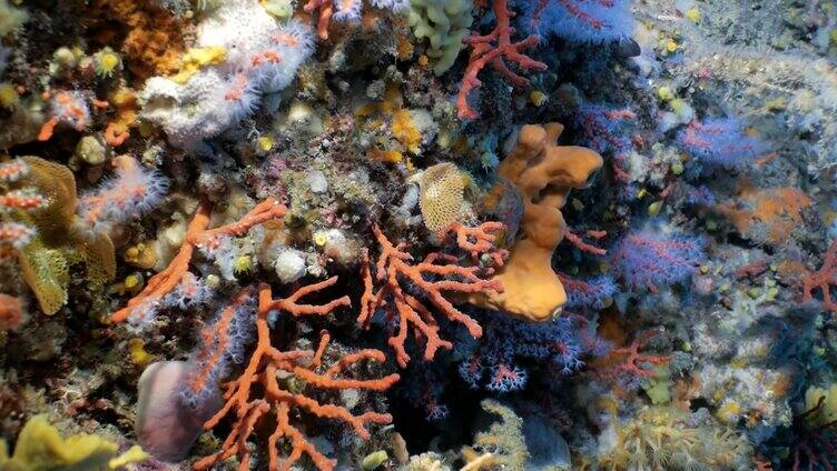 地中海的红珊瑚