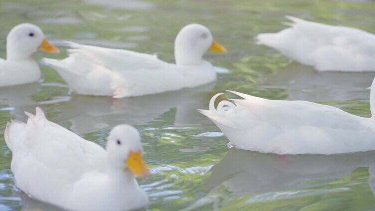一群白鸭子漂浮在天然河流的水面上放松地游泳。