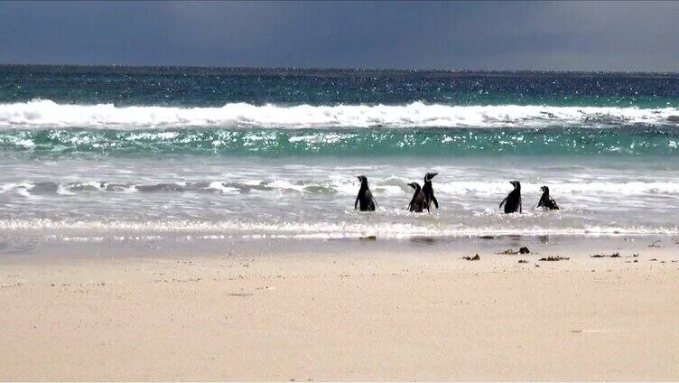 企鹅-麦哲伦和巴布亚