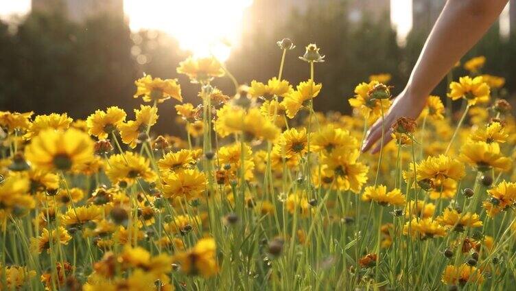 夕阳下，女人的手抚摸着黄花