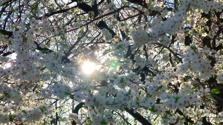 日落时盛开苹果花的苹果园