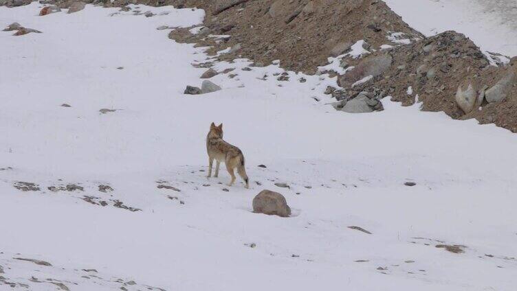 喜马拉雅灰狼在雪山寻找食物