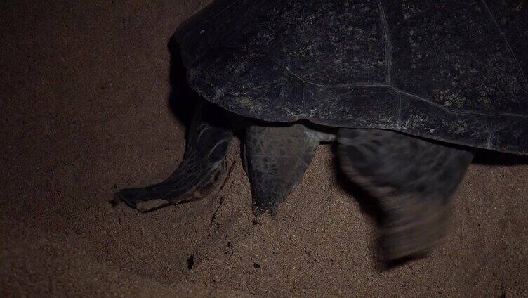 在海滩上产卵的绿海龟