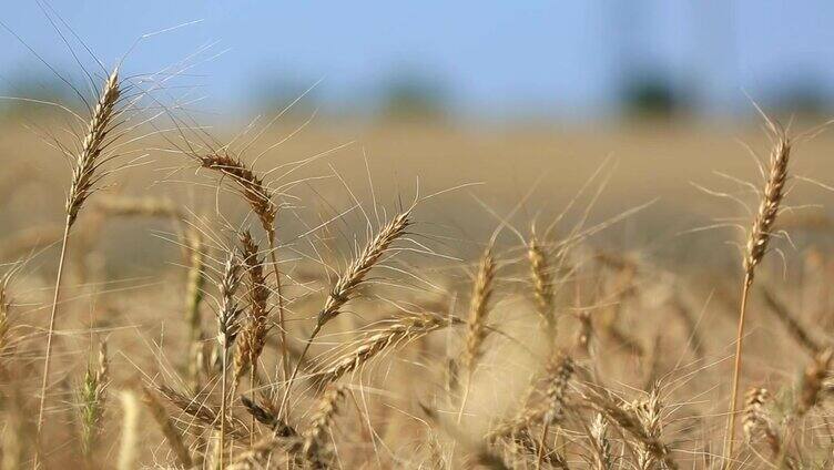 田野的背景是成熟的麦穗