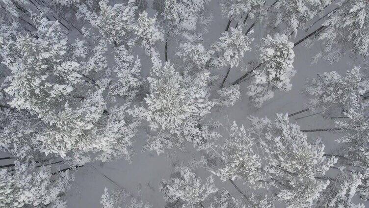 冬天的松树林和白桦林被雪覆盖