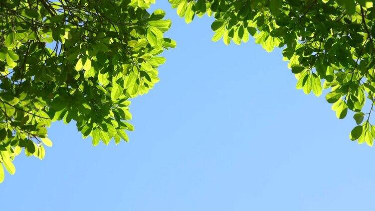 树叶对天空夏天的背景。树天空文本空间区域