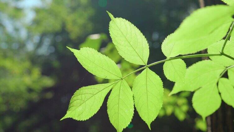 夏季花园中绿角梁的枝叶特写。使用天然绿叶植物作为春季背景封面页环境生态或绿色壁纸。《自然》4K视频片段。