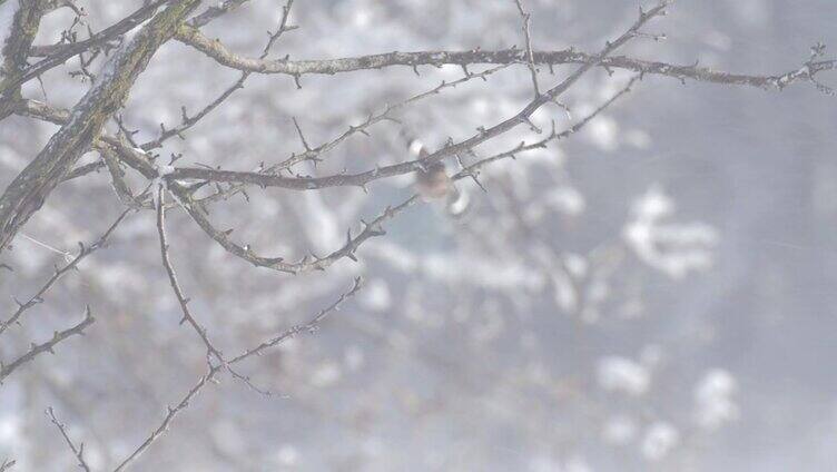 雪中的苍头燕雀