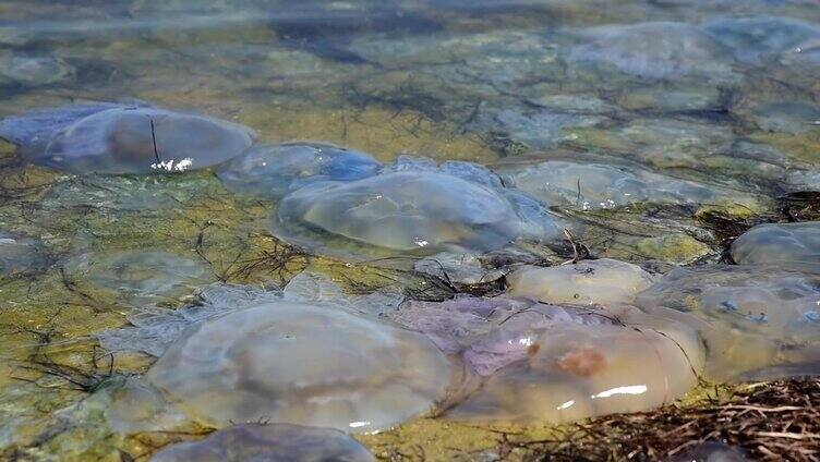 死的大型海蜇退潮在海滩