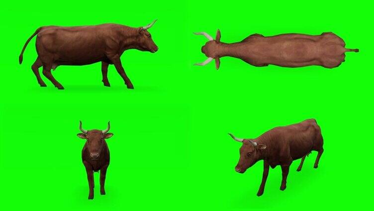 绿色屏幕上奔跑的奶牛。动物概念，野生动物，游戏，回校，3d动画，短视频，电影，卡通，有机，色度键，人物动画，设计元素，主题设置，可循环