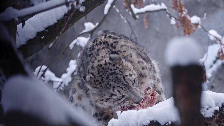 雪豹在冬天吃肉