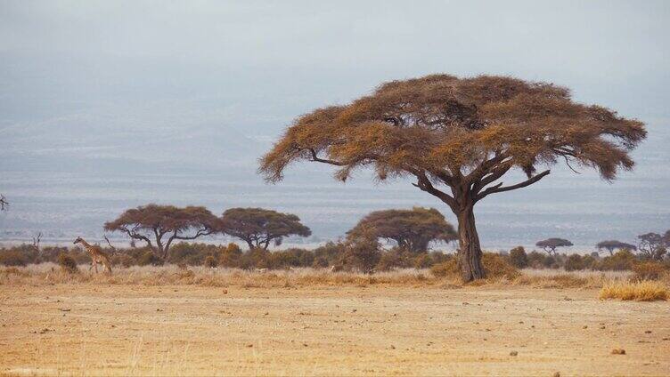 肯尼亚安博塞利国家公园，雄伟的长颈鹿在有许多大树的大草原上吃草