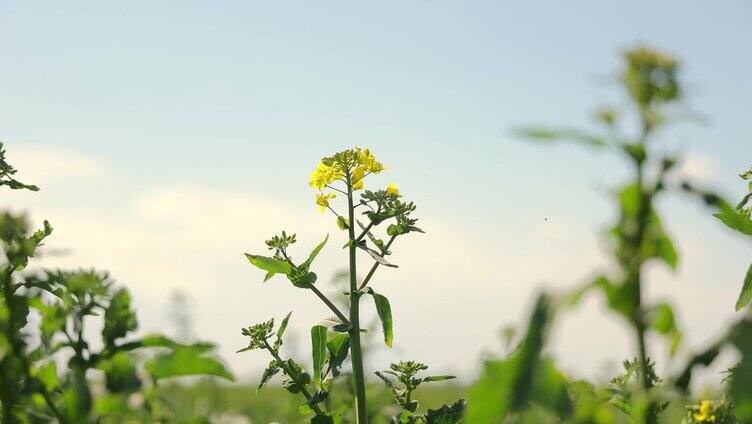 黄叶开花的大豆植物。在田地里种植大豆。带花的大豆植物特写