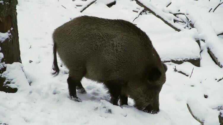 野猪，Sus scrofa，在冬天，在雪地里寻找食物。特写镜头。