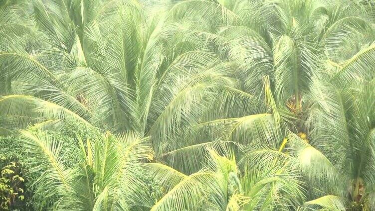 椰子树的绿枝在热带雨中随风摇摆