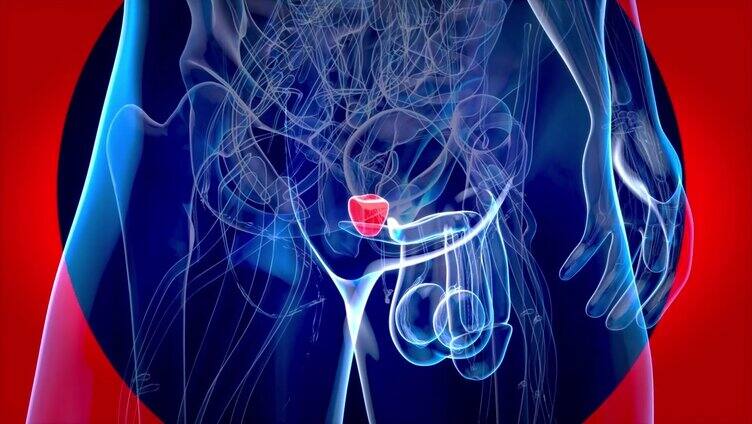 4K前列腺抽象动画