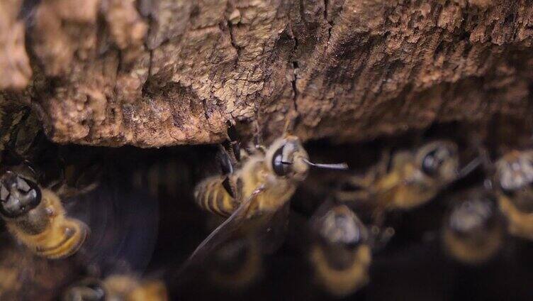 树洞中的亚洲蜜蜂