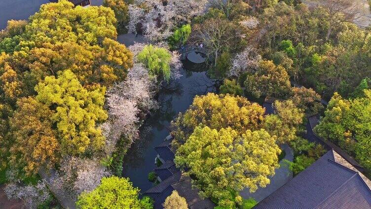 西湖曲院风荷全景