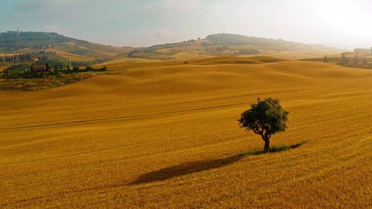 鸟瞰阳光明媚的乡村金色麦田里的孤树。意大利托斯卡纳