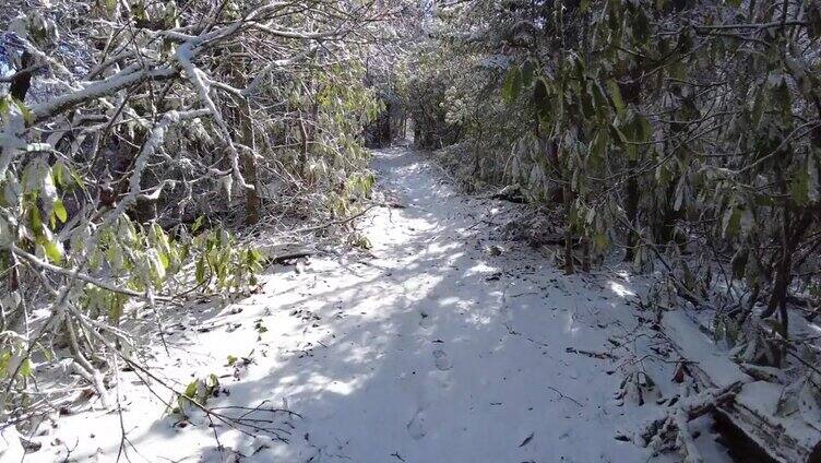 徒步穿越森林中积雪覆盖的小径