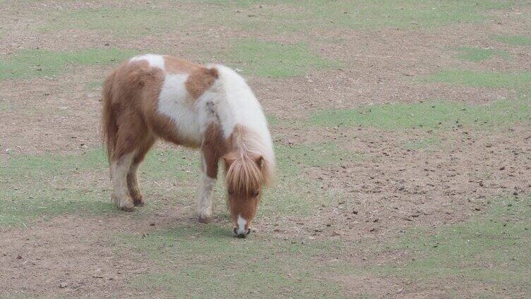 棕矮马在农场吃草
