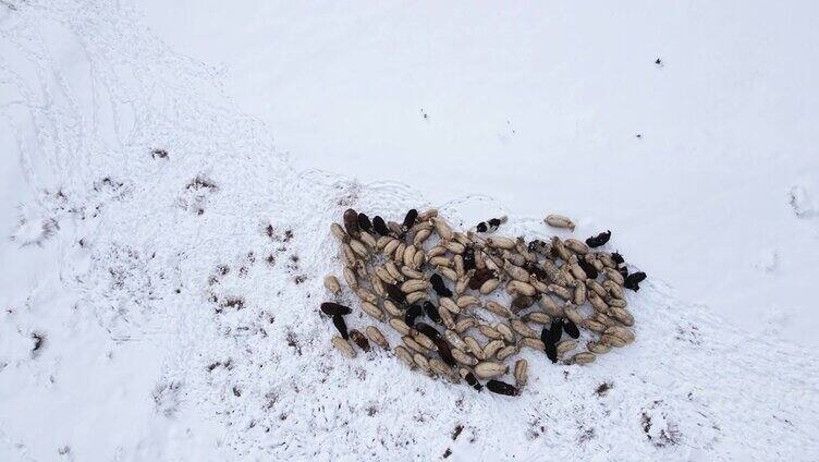 羊养殖。鸟瞰图，羊群在积雪覆盖的高山牧场上吃草。