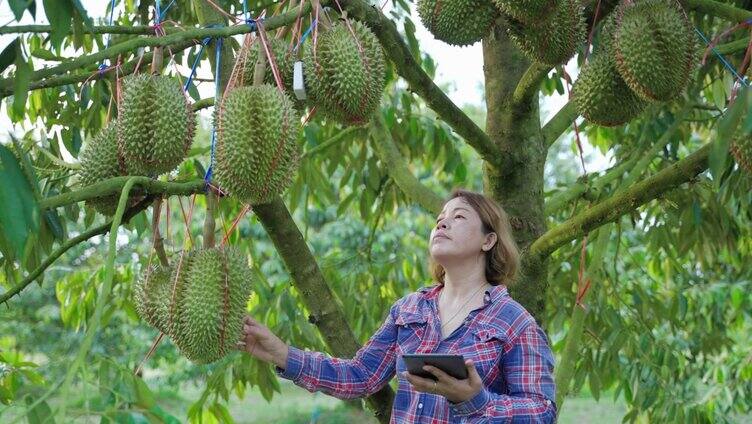 榴莲农民展示自家菜园出产的榴莲，亚洲女园丁们很自豪能随心所欲地种植榴莲。