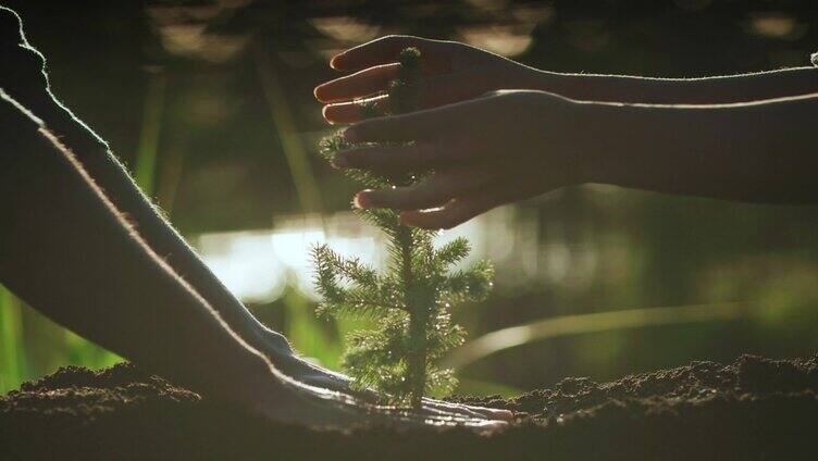 两个人给一棵小松树浇水。一起拯救地球