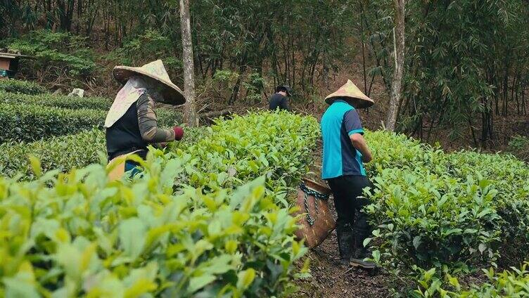 亚洲农民家庭在自己的茶园采摘乌龙茶叶