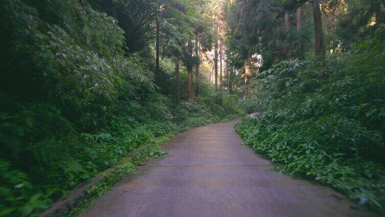 在森林的道路上前进