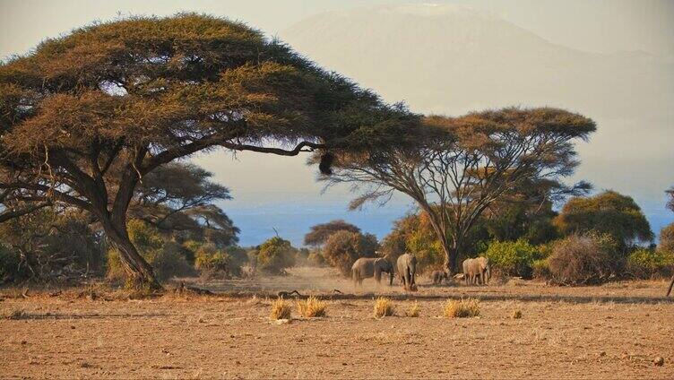 肯尼亚安博塞利国家公园，一群成年大象和小象在金色草原的树下休息