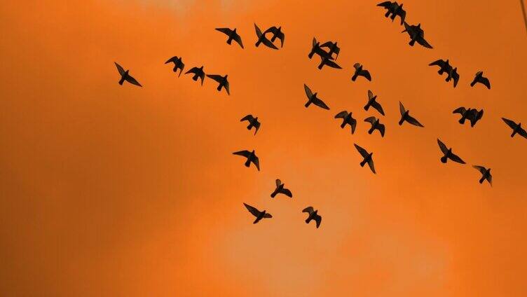 时间隧道
黄昏时分，一群鸟飞过天空